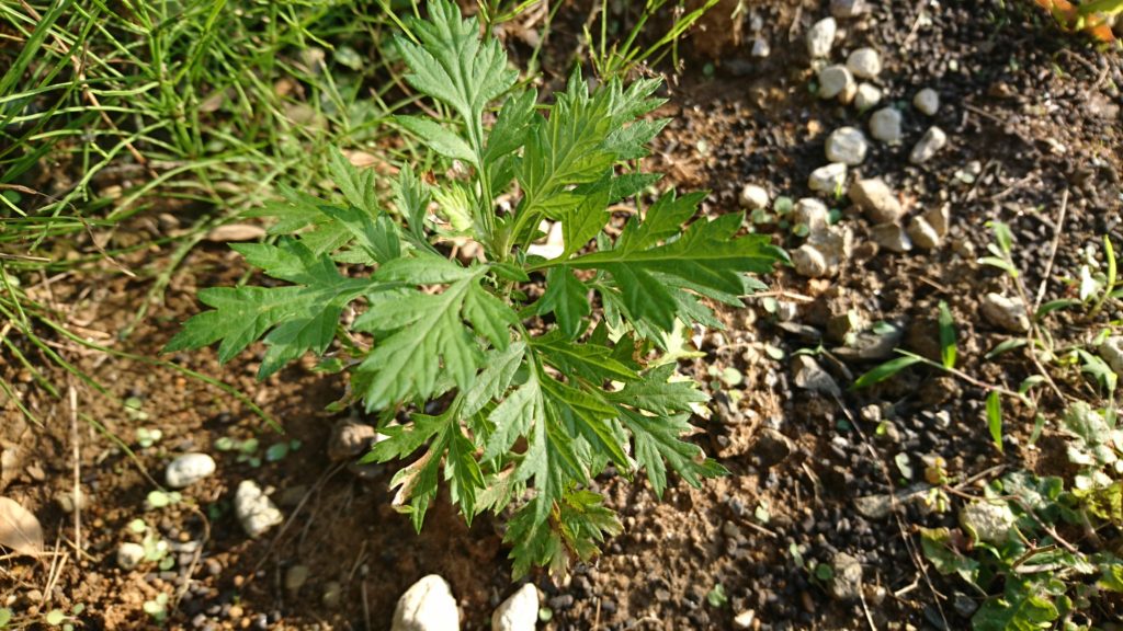 一目瞭然 よもぎの見分け方のポイント３つ 育ててみよう Artemisiapamp